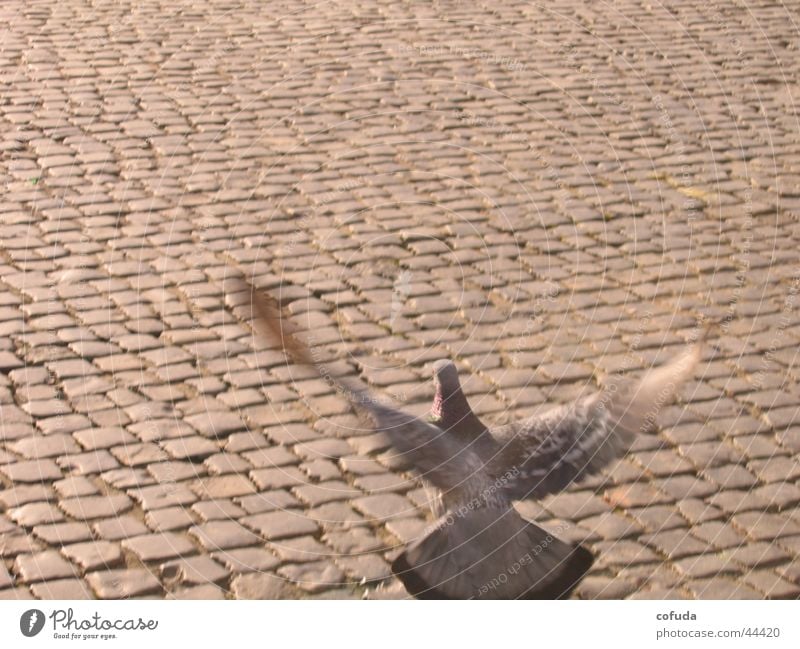 Taube Kopfsteinpflaster Stadt Vogel Verkehr Straße Bewegung cobblestone street pigeon bird movement