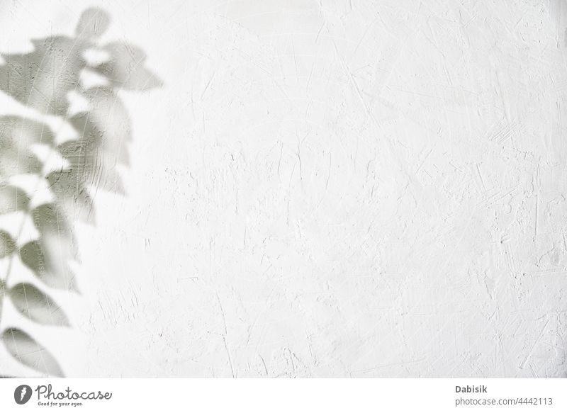 Blattschatten auf weißem Hintergrund. Kreativer abstrakter Hintergrund Schatten Blätter Pflanze Baum Laubwerk Textur Licht Design Natur Ast Muster sonnig Wand