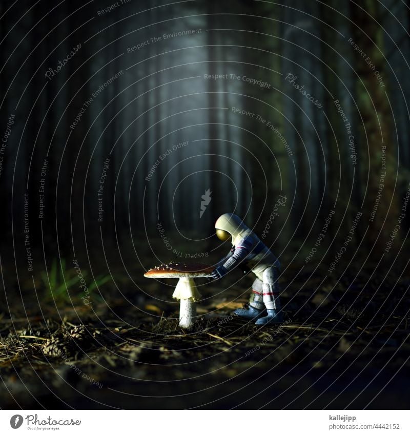 mission mushroom Pilz Fliegenpilz Astronaut riesenpilz Natur Farbfoto Pflanze Außenaufnahme Herbst Gift Wald Umwelt Waldboden Schwache Tiefenschärfe Nahaufnahme