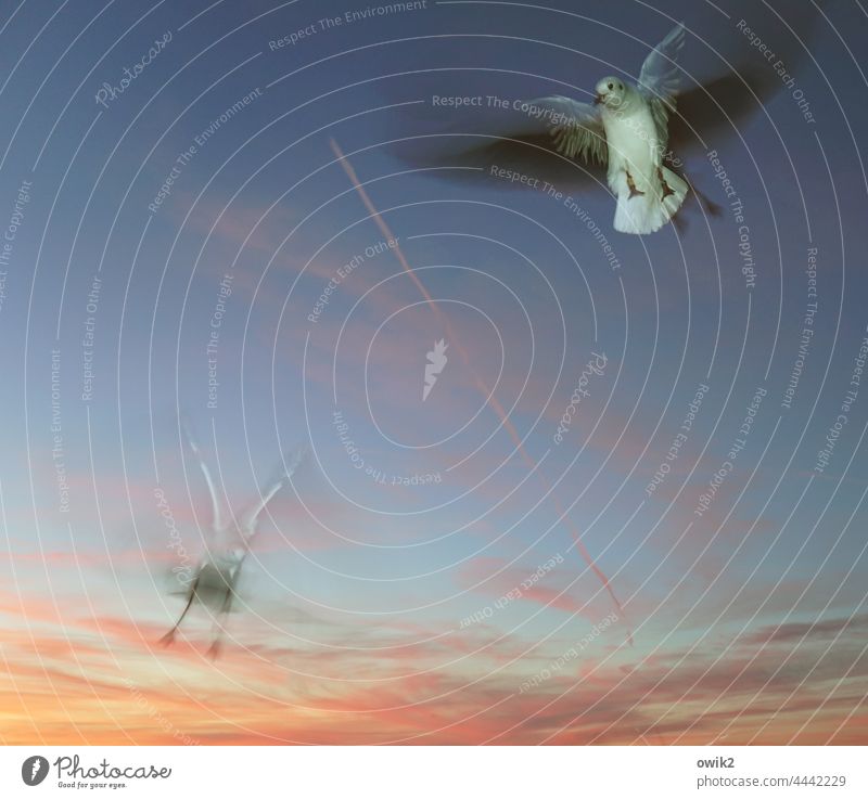 Luftsprünge Tierporträt Bewegungsunschärfe Möwe Möwenvögel 2 fliegen Wildtier Geschwindigkeit Neugier Lebensfreude Ausdauer Leichtigkeit Freundschaft flattern