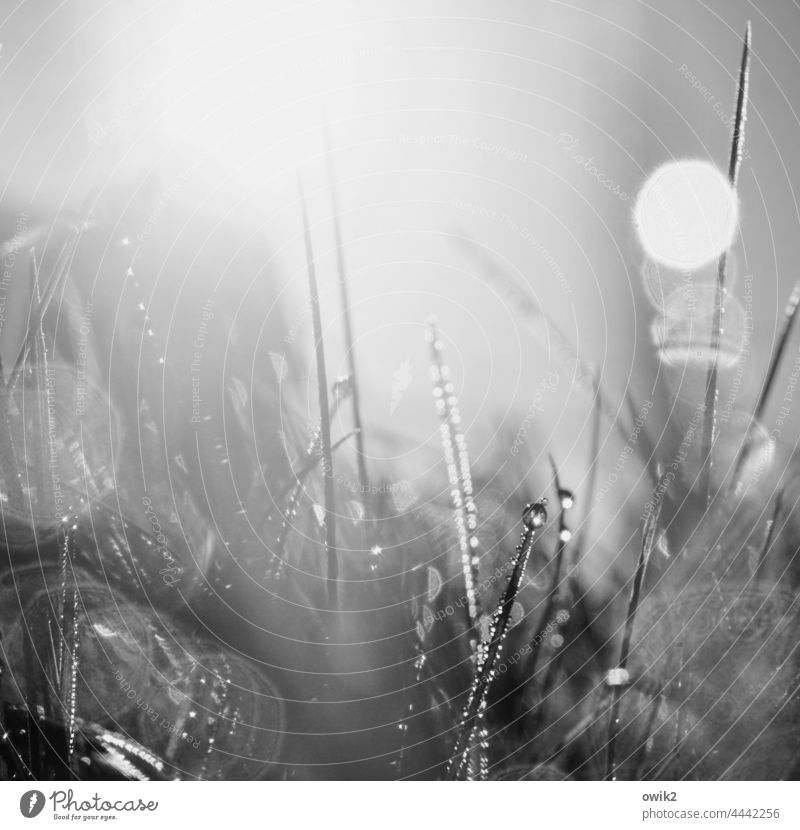 Früh am Tag nasses Gras Frühtau Tautropfen leuchten Tropfen flimmern klein geheimnisvoll Lichterscheinung Morgen glitzern Wasser durcheinander glänzen Morgentau