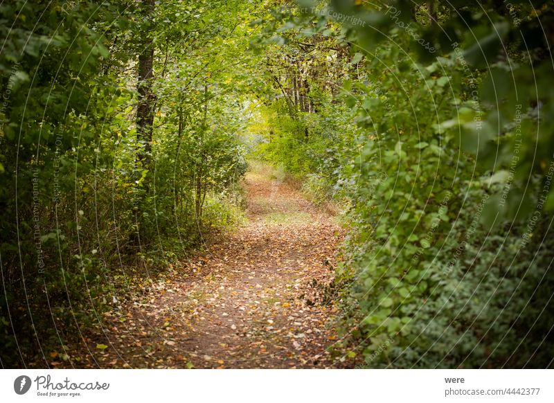 Wald mit herbstlich gefärbten Blättern herbstlich gefärbte Blätter herbstlich bunt Niederlassungen Textfreiraum Landschaft Wiese Natur niemand im Freien Saison