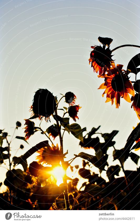 Sonnenblumen vor Abendsonne abend ast baum dunkel dämmerung erholung ferien garten himmel kleingarten kleingartenkolonie menschenleer natur pflanze ruhe saison