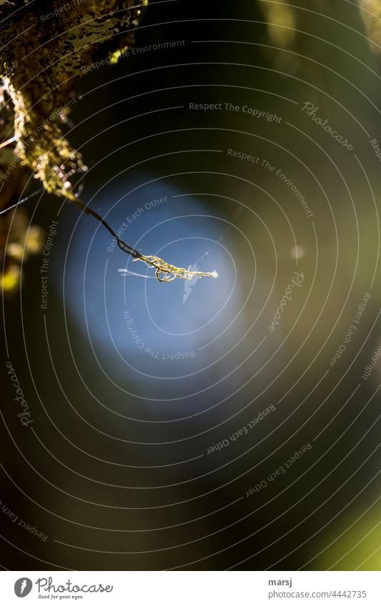 Flechten, Ästchen und Spinnweben im Spotlight außergewöhnlich klein Makroaufnahme Gegenlicht Licht Natur abstrakt Wildpflanze seltsam authentisch Moos dünn
