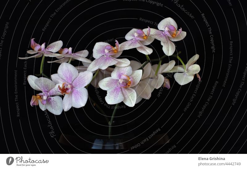 Weiß blühende Orchidee Phalaenopsis Blume auf einem schwarzen Hintergrund. Nahaufnahme. vereinzelt Natur Flora Ast Eleganz Farbe weiß geblümt Überstrahlung