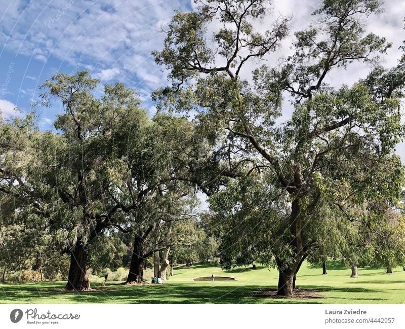 Königlicher Park Perth West Australien Baum Baumrinde alter Baum Natur grün Außenaufnahme Pflanze Baumstamm Frühling Ast Baumkrone Umwelt Blattgrün Sonnenlicht
