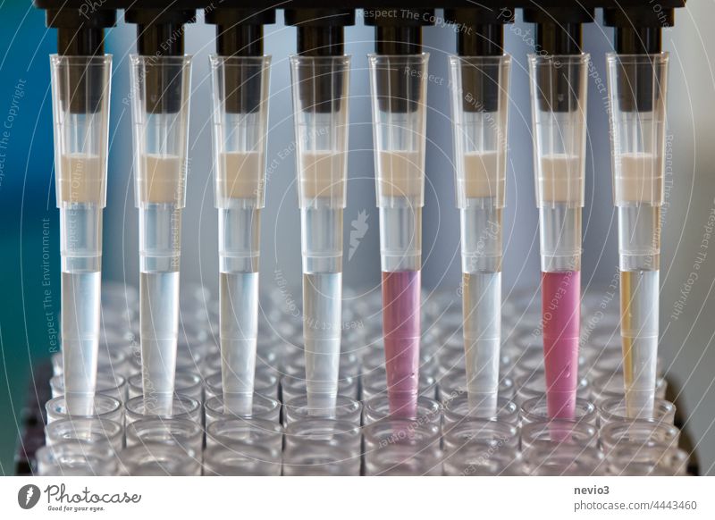 Forscher pipettiert SARS_CoV-2-Proben mit einer Mehrkanalpipette auf eine Platte Pipette Pipettieren farbenfroh liquide Beispiele COVID Tupfer Verarbeitung sars