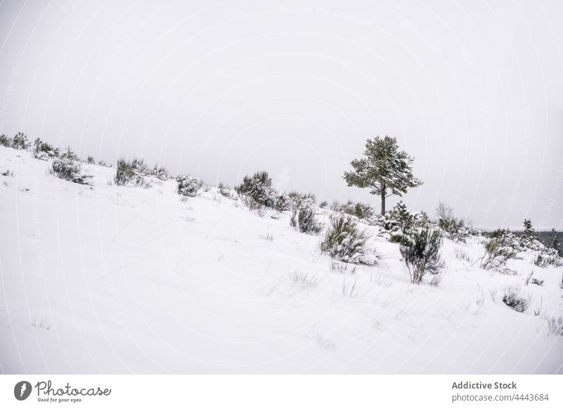 Leeres Feld im verschneiten Wald im Winter Schnee kalt leer Natur Wetter Saison Landschaft Umwelt gefroren Frost Baum Winterzeit malerisch Wälder Route Weg