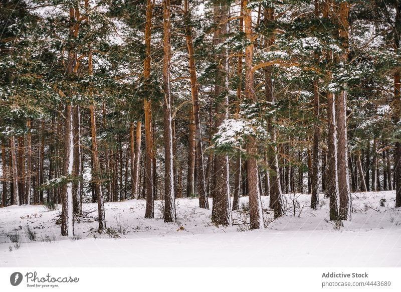 Mit Schnee bedeckte Nadelbäume im Winterwald Wald Baum Immergrün Flora Natur Umwelt Tierwelt kalt Ast nadelhaltig Pflanze Wälder wild vegetieren wachsen Tanne