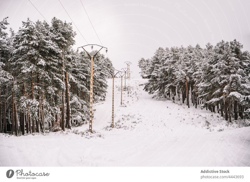 Strommasten zwischen verschneiten Bäumen im Winterwald Wald Schnee elektrisch Mast Beitrag Kraft Umwelt Flora Natur kalt Baum wolkig nadelhaltig Reihe Holz