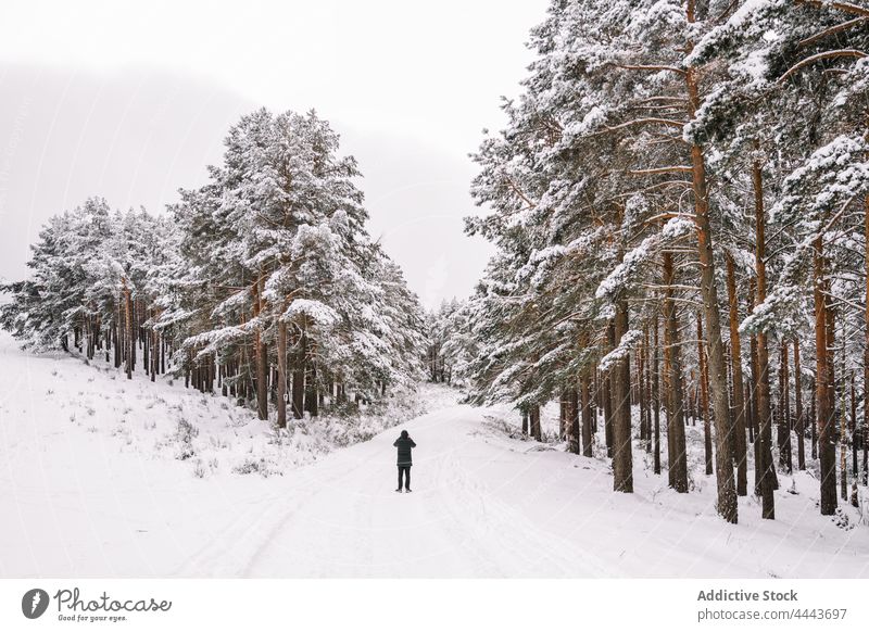 Person steht auf verschneitem Fußweg zwischen Bäumen im Wald Natur Umwelt Baum Tierwelt Schnee Winter Handy Fotograf nadelhaltig Wälder kalt Waldgebiet Tanne