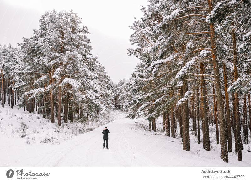 Person steht auf verschneitem Fußweg zwischen Bäumen im Wald Natur Umwelt Baum Tierwelt Schnee Winter Handy Fotograf nadelhaltig Wälder kalt Waldgebiet Tanne