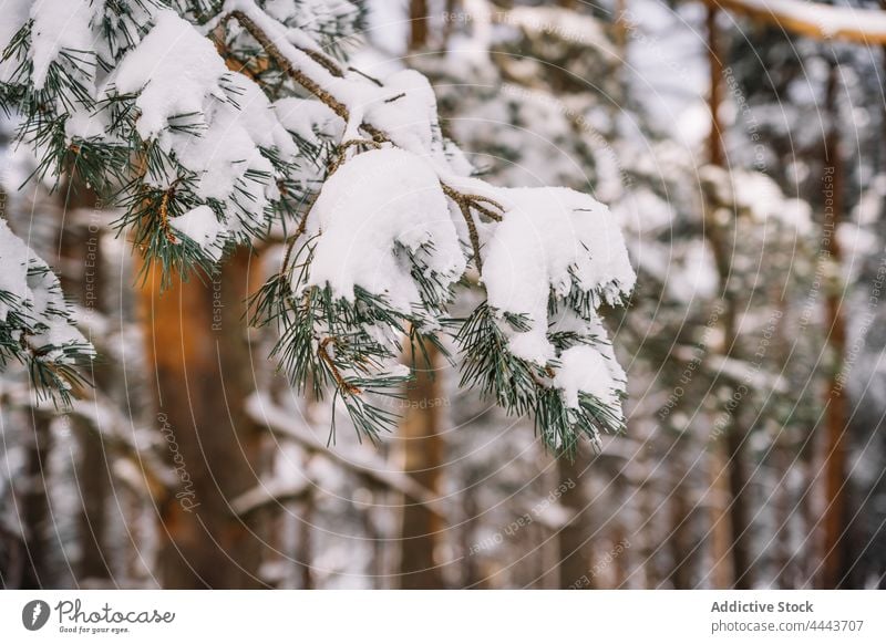 Mit Schnee bedeckte Nadelbäume im Winterwald Wald Baum Immergrün Flora Natur Umwelt Tierwelt kalt Ast nadelhaltig Pflanze Wälder wild vegetieren wachsen Tanne