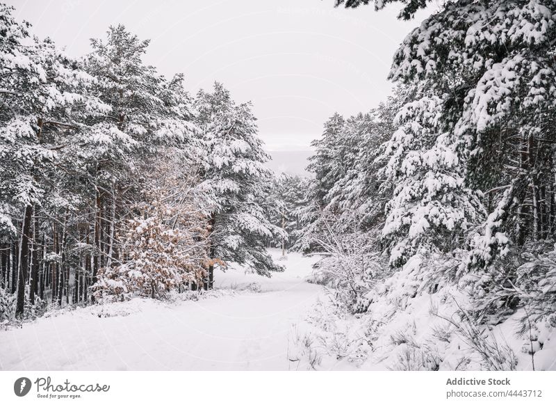 Leere Straße im verschneiten Wald im Winter Schnee kalt leer Natur Wetter Saison Fahrbahn Landschaft Umwelt gefroren Frost Baum Winterzeit malerisch Wälder