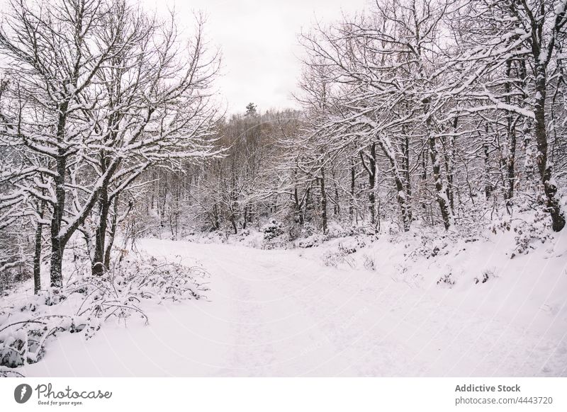 Leere Straße im verschneiten Wald im Winter Schnee kalt leer Natur Wetter Saison Fahrbahn Landschaft Umwelt gefroren Frost Baum Winterzeit malerisch Wälder