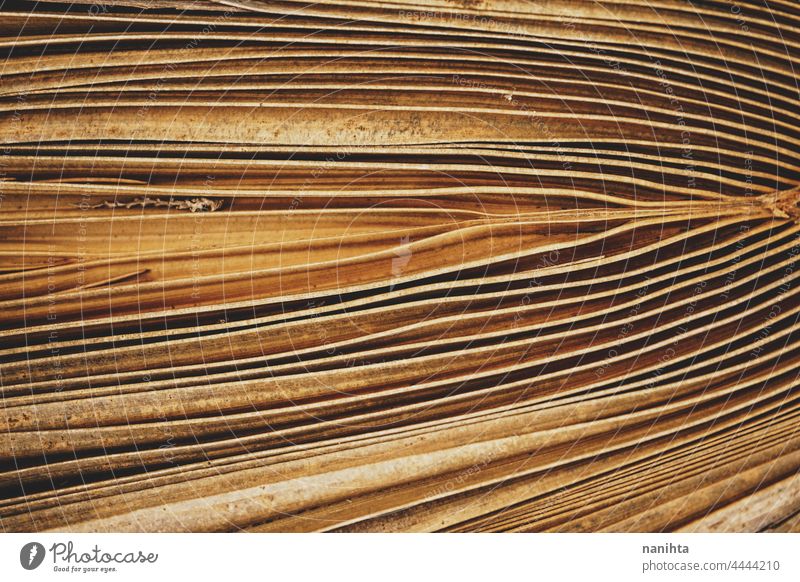 Abstrakt und tropische Natur Hintergrund organisch Textur Holz Handfläche Palme Linien exotisch Örtlichkeit Design Tapete braun blass verblüht natürlich