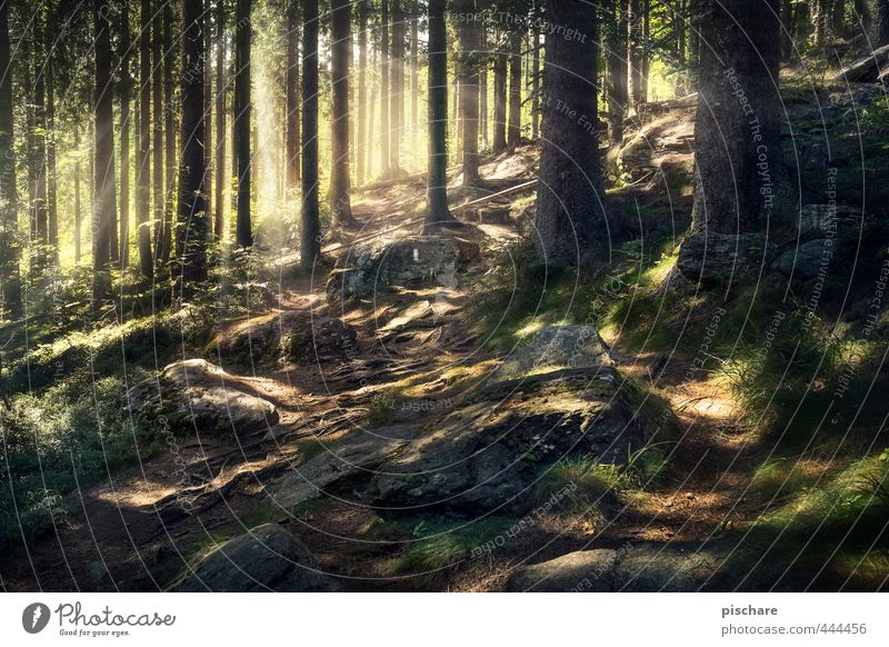 Waldzauber Natur Landschaft Baum außergewöhnlich dunkel exotisch Farbfoto Außenaufnahme Tag Licht Schatten Lichterscheinung Sonnenlicht Sonnenstrahlen