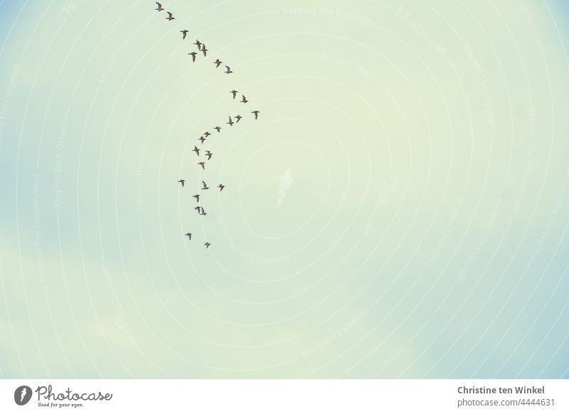 Ein Schwarm Austernfischer am Himmel fliegen Vogelschwarm Formationsflug Wildtier Tiergruppe Vogelflug Vögel Natur Freiheit Nordsee viele Bewegung Luft frei