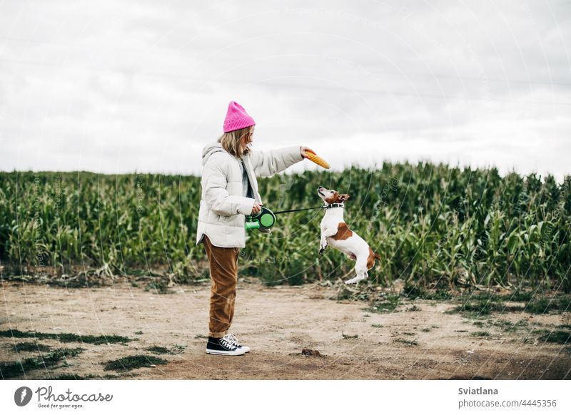 Fröhliches Teenager-Mädchen, das mit ihrem Hund Jack Russell Terrier auf dem Feld spielt, vor dem Hintergrund eines Maisfeldes im Herbst springen rosa Kindheit
