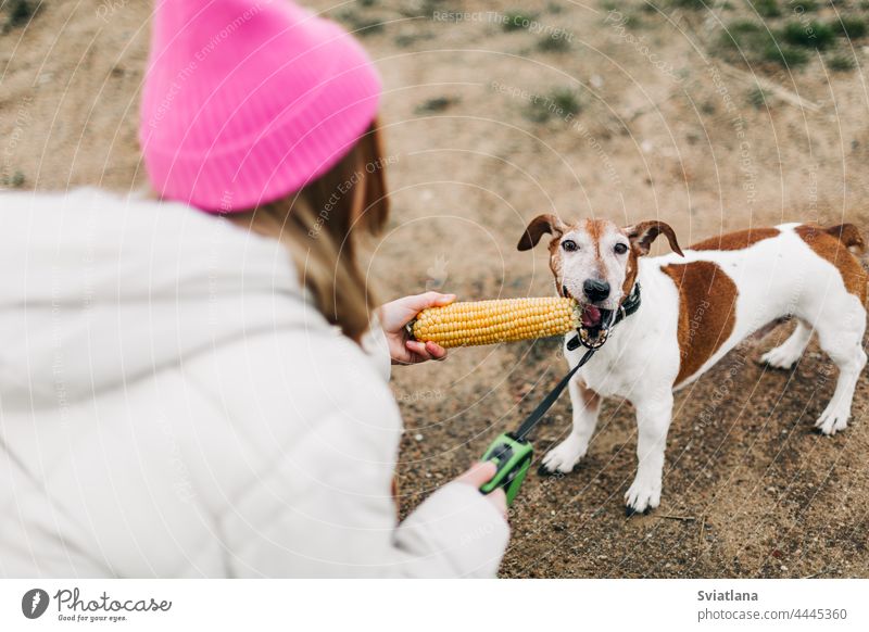 Glückliches Mädchen im Teenageralter, das ihren Hund Jack Russell Terrier auf einem Feld vor dem Hintergrund eines Maisfeldes im Herbst umarmt und füttert