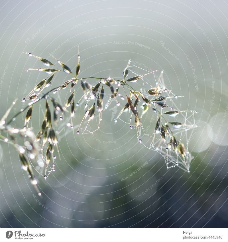 besetzt  ... mit Tautropfen und Spinnweben an einem Grashalm, der sich nach unten biegt Tropfen Spinnfäden nass morgens Nahaufnahme Makroaufnahme filigran zart