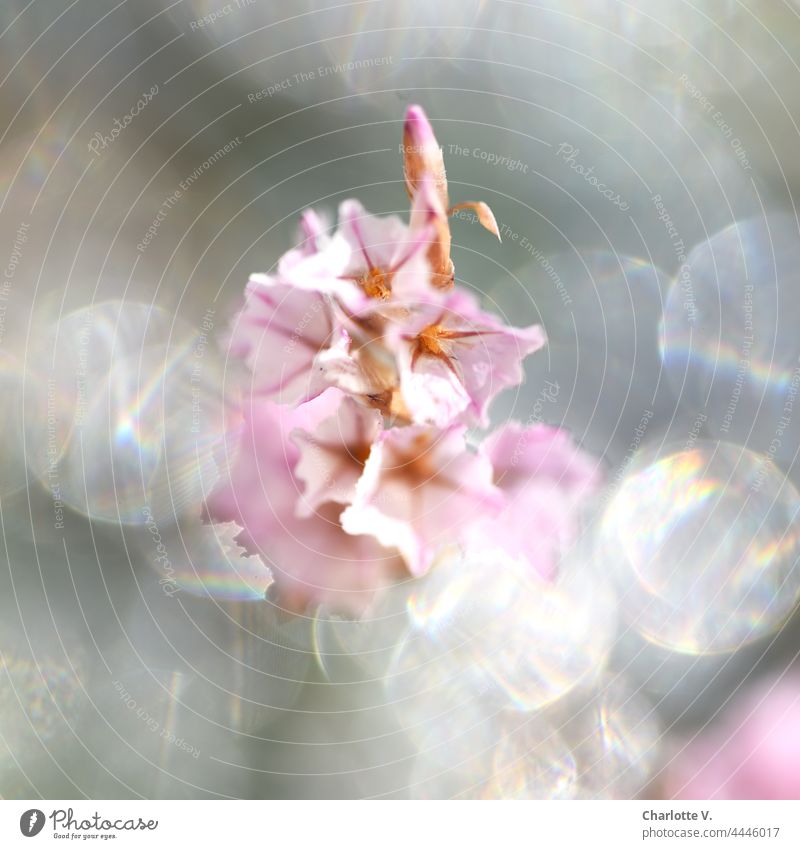 Irgendwie verträumt Blumen Blüten Bokeh bokeh lichter Unschärfe Licht hell verschwommen zart schimmernd funkeln funkelnd rosa hellgrau glänzend traumhaft