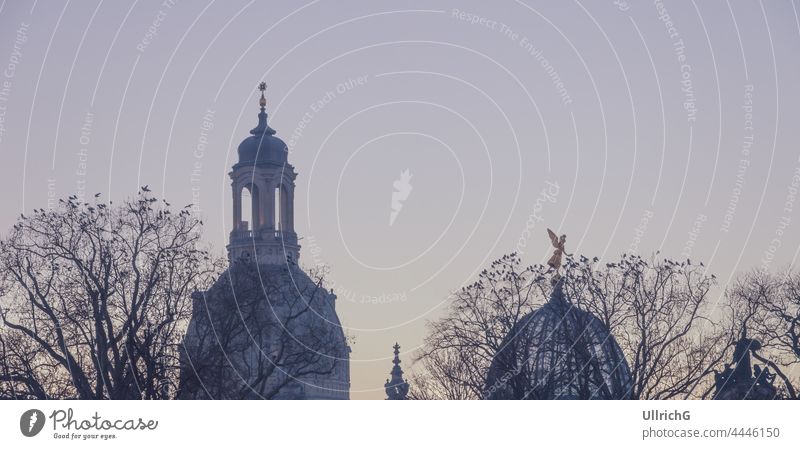 Dresden, Sachsen, Deutschland: Silhouette der Kuppeln der Frauenkirche und der Kunsthochschule sowie von Bäumen voller Krähen im Zwielicht des Abends. Kirche