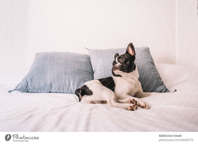 Niedliche französische Bulldogge auf dem Sofa im Sonnenlicht liegend Hund heimisch Haustier Tier Reinrassig Welpe Interesse Starrer Blick Sonnenschein Eckzahn
