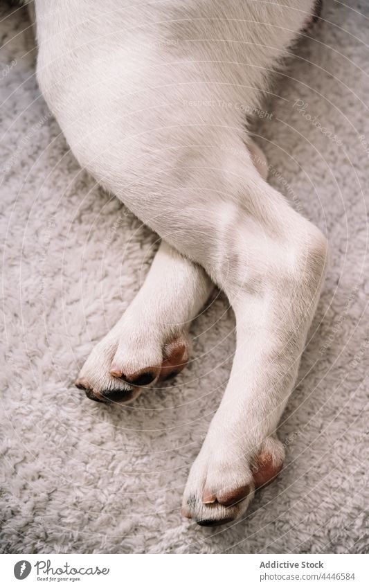 Pfoten eines Hundes auf einer weichen Decke Haustier heimisch Tier Welpe Kreatur Eckzahn ruhen heimwärts Plaid Säugetier Fell Lügen schlafen warm wenig zu Hause