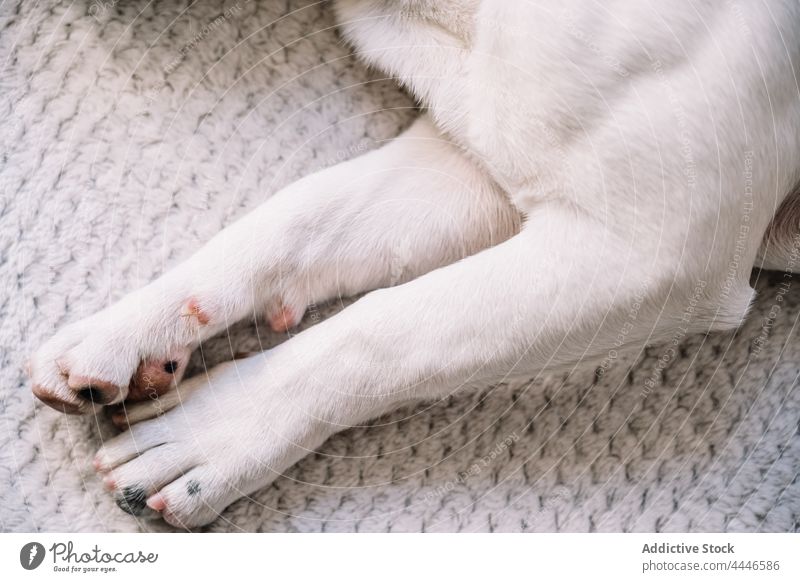Pfoten eines Hundes auf einer weichen Decke Haustier heimisch Tier Welpe Kreatur Eckzahn ruhen heimwärts Plaid Säugetier Fell Lügen schlafen warm wenig zu Hause