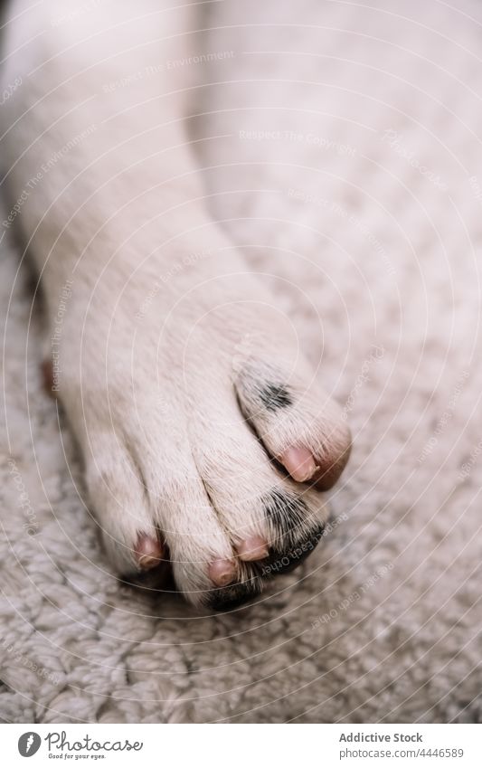 Pfote eines Hundes auf einer weichen Decke Haustier heimisch Tier Welpe Kreatur Eckzahn ruhen heimwärts Plaid Säugetier Fell Lügen schlafen warm wenig zu Hause