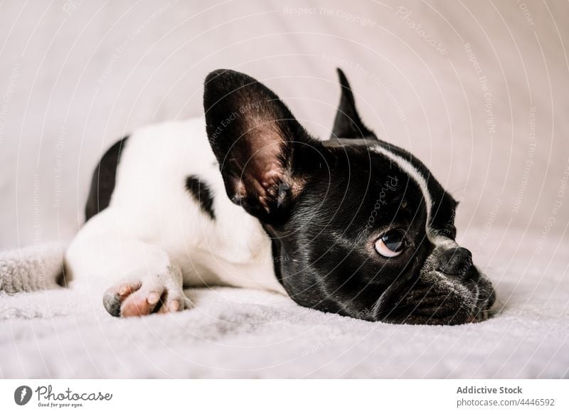 Niedliches Hündchen auf dem Sofa liegend französische Bulldogge Hund schlafen Reinrassig Decke Haustier müde Tier ruhig LAZY Eckzahn heimisch Lügen züchten