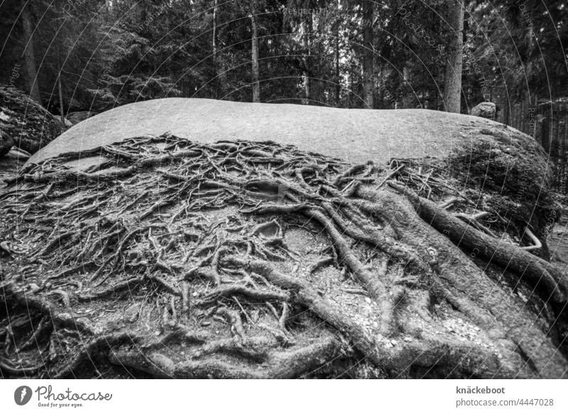 wurzel Wurzel Wurzeln Natur Wald Baum Schwarzweißfoto Stein wurzelgeflecht
