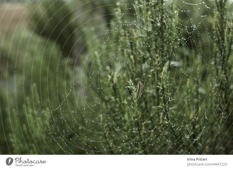 Die Spinne im Wald webt ihre starken Netze. Spinnennetz im Tau. Tier Herbst Hintergrund botanisch hell schließen Nahaufnahme Gefahr Detailaufnahme Details
