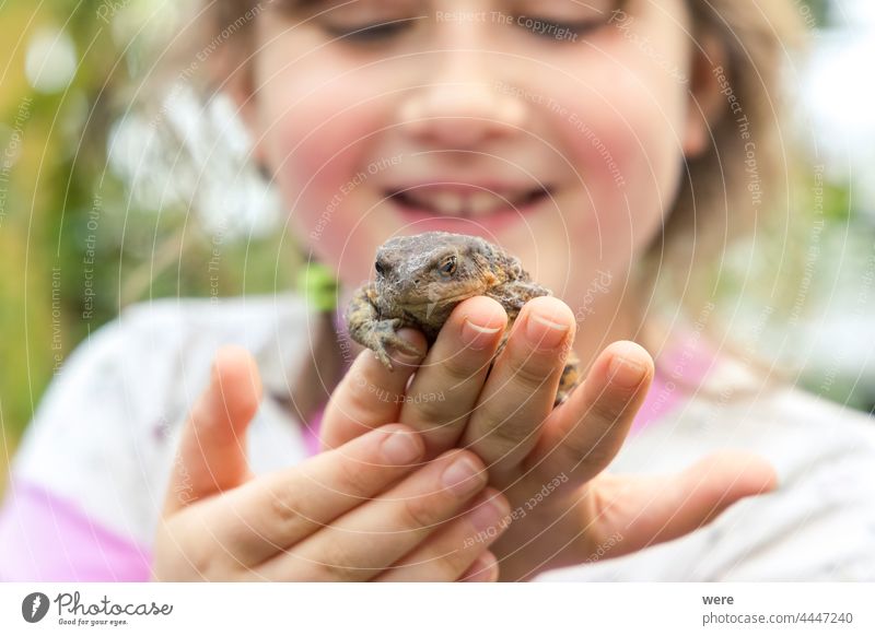 Ein kleines Mädchen freut sich über eine Kröte in seiner Hand heiter Tier Kaukasier Kind konzentriert neugierig Erdkröte Finger Glück menschlich Menschenkind
