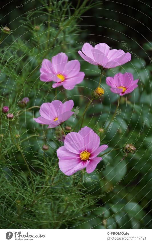 Cosmea, auch Schmuckkörbchen genannt Blumen garten grün pink Fiederblättrige Schmuckblume Kosmee