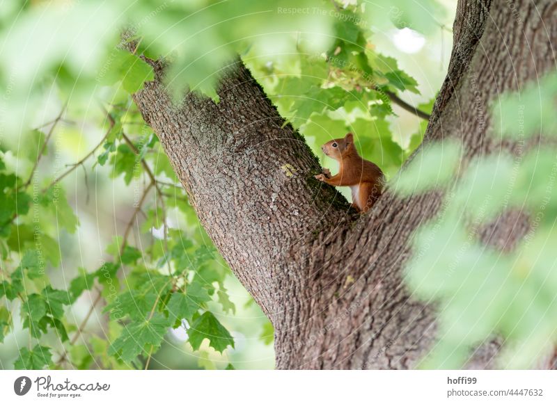 ein rotes Eichhörnchen sitzt in einem Ahornbaum rothaarig rothaariges Eichhörnchen buschig Fell Nagetiere Baum braun Säugetier Wildtier Pfote klein Schwanz süß