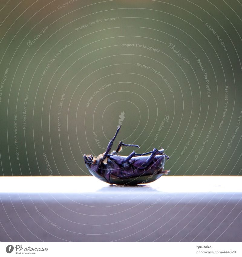 gefallen Tier Nutztier Käfer 1 liegen nah hilflos Einsamkeit Farbfoto Außenaufnahme Menschenleer Textfreiraum oben Textfreiraum unten Tag Starke Tiefenschärfe