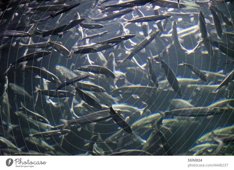 Fischschwarm Fische Schwarm Aquarium Meer Ozean unterwasser Wasser Unterwasseraufnahme tauchen Schwimmen & Baden blau durcheinander Tiergruppe