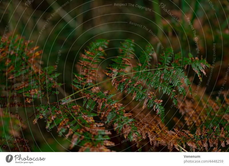 Nasser Farn im Herbst mit ersten Verfärbungen, geringe Tiefenschärfe, schönes weiches Bokeh Wurmfarn Natur Pflanze Pflanzen Farnarten Farnblatt Blatt Blätter