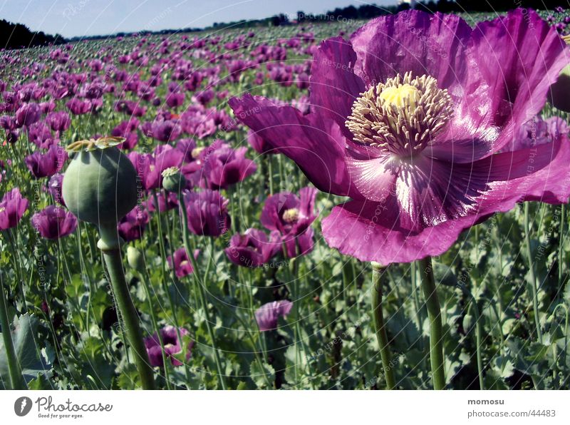 ganz viel mohn Mohn Blume Blüte violett Feld Samen Ackerbau
