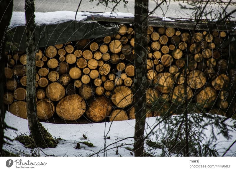 Holzvorrat hinter Bäumen Stapel natürliche energie CO2-neutral Brennstoff Holzstapel gestapelt Brennholz Nutzholz Nachhaltigkeit nachhaltig Vorrat vorsorgen