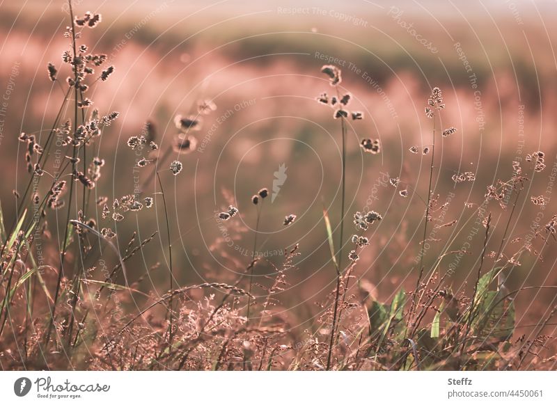 Sommerwiese | Gräser ertragen goldbraune Hitze | Gluterfüllt das Licht Sommergras Gras Sommerhitze Sommerwärme Wiese Gluthitze gelbbraun braungold Haiku Juni