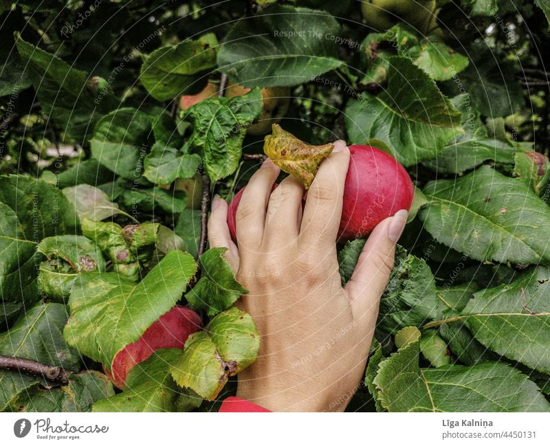 Handlese eines Apfels Apfelbaum Apfelernte Frucht Ernte Lebensmittel lecker Bioprodukte Gesunde Ernährung rot Vegetarische Ernährung saftig frisch Gesundheit