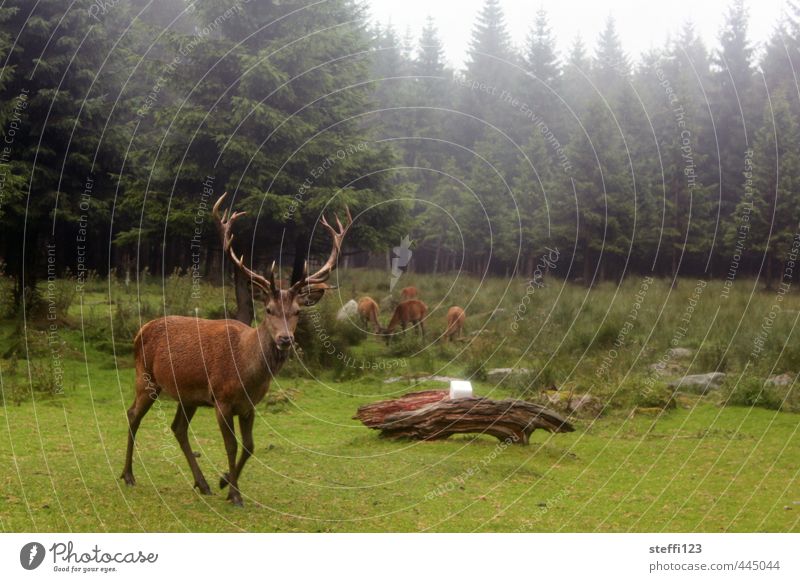 Hirschlein Tourismus Ausflug wandern Regen Wald Wildtier Hirsche beobachten gehen Blick Rothirsch Farbfoto Außenaufnahme Tag Tierporträt