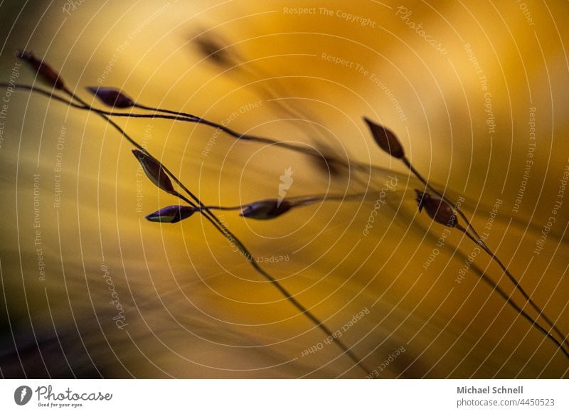 Makroaufnahme: Kleine zarte Knospen an einem Blumenstrauß Natur Pflanze Wachstum Nahaufnahme Schwache Tiefenschärfe makrofotografie Unschärfe gelb