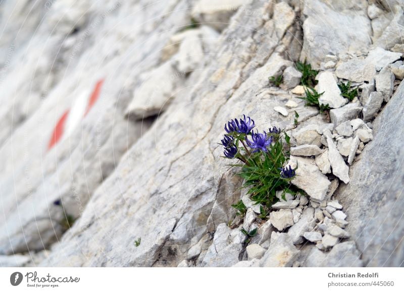 Dolomiten Natur Landschaft Pflanze Urelemente Erde Sand Blume Felsen Berge u. Gebirge Gipfel Gletscher Abenteuer Idylle Sport Alpenblume Kies Stein steinig