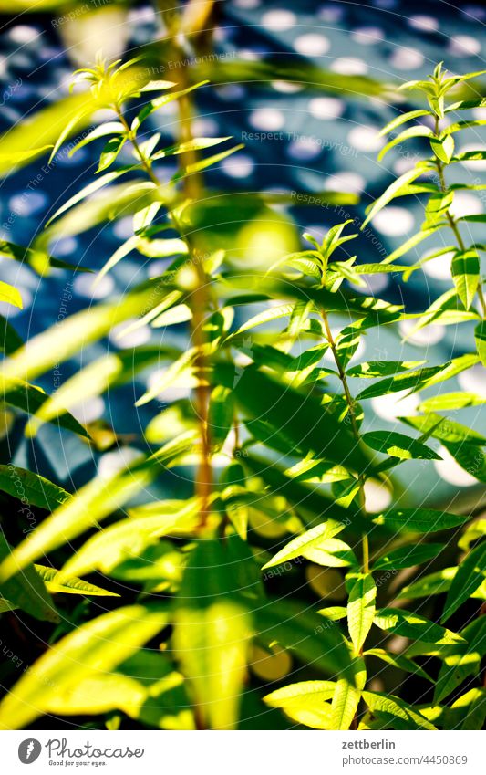 Zitronenmelisse vor Pünktchentischdecke ast baum erholung erwachen ferien garten kleingarten kleingartenkolonie knospe menschenleer natur pflanze ruhe saison