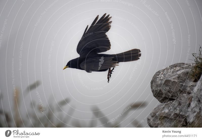 Vogelflug fliegen Freiheit Tier Rabe springen Natur frei