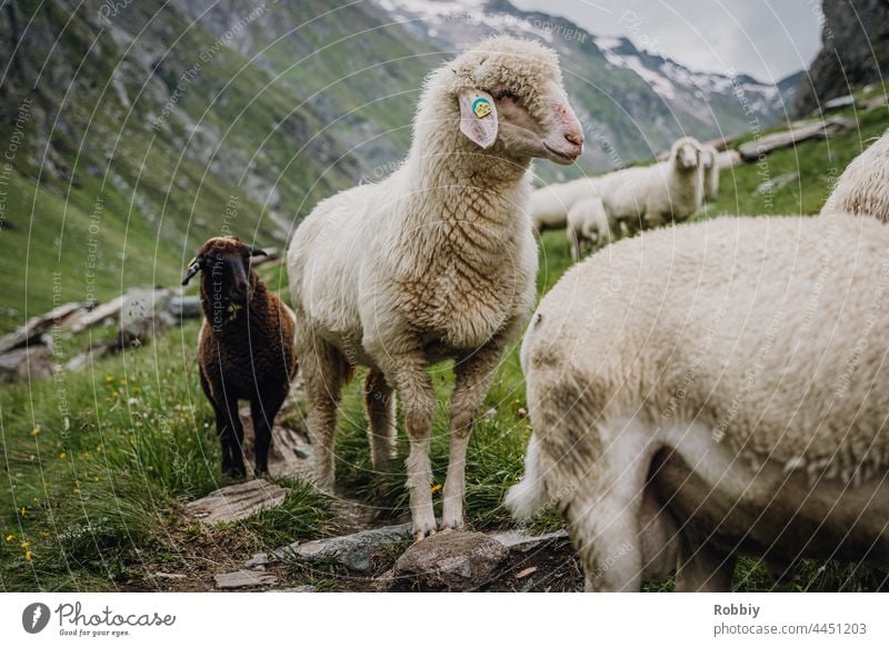 Schafe im Umbaltal in Osttirol Alpen Wandern Gipfel Urlaub Gebirge Berg Österreich Wanderung Ausblick Aussichtspunkt Horizont Panorama Ferien & Urlaub & Reisen